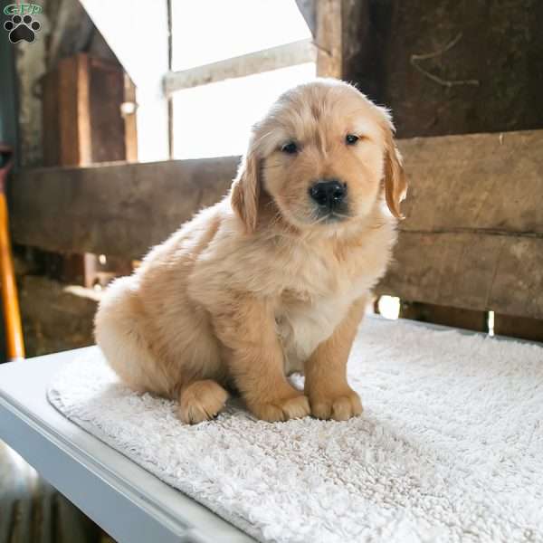 Marty, Golden Retriever Puppy